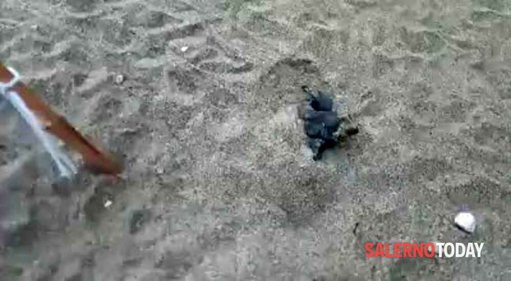 Acciaroli: la schiusa del secondo nido di Caretta Caretta, il video che emoziona