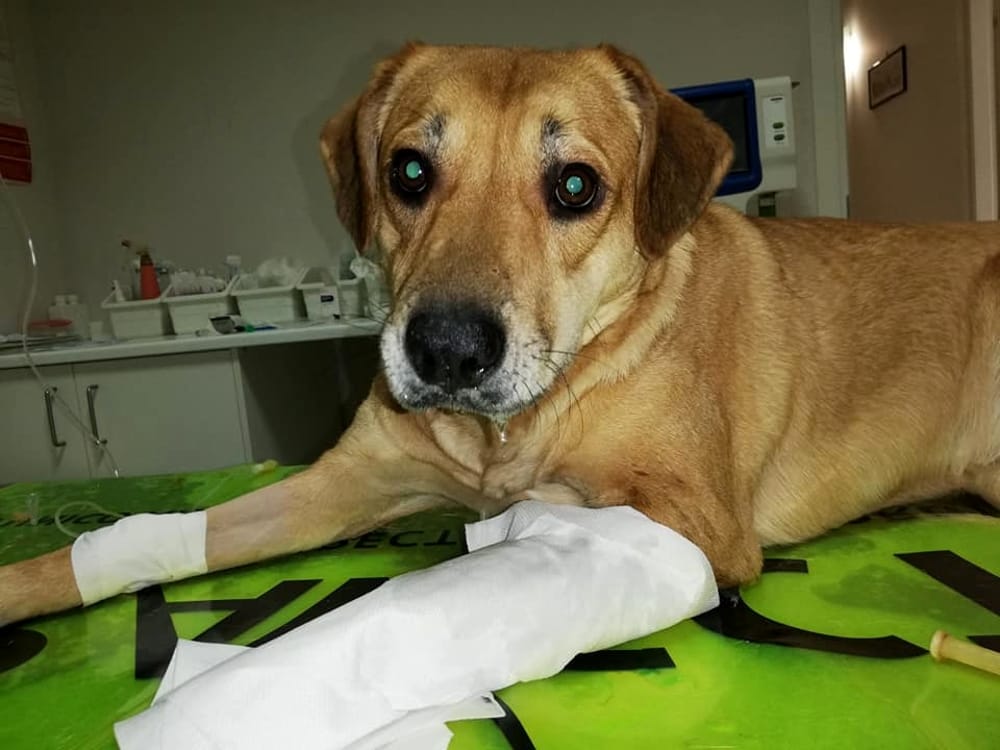 Choc a Pontecagnano, tre cani avvelenati: l’ira dei proprietari