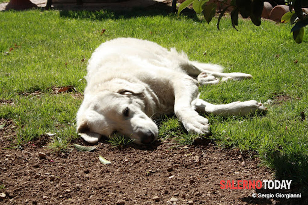 Sei cani randagi trovati morti a Castelcivita: indaga l’Asl