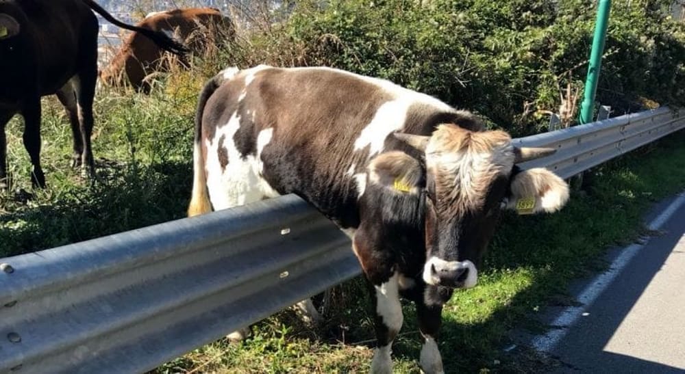 Colpita, con una testata, da una mucca: donna in ospedale a Roccadaspide