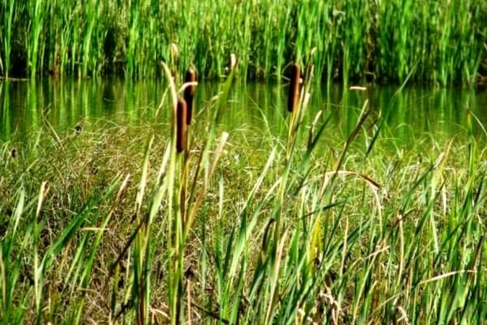L’oasi fiume Alento riapre al pubblico: ecco la nuova data