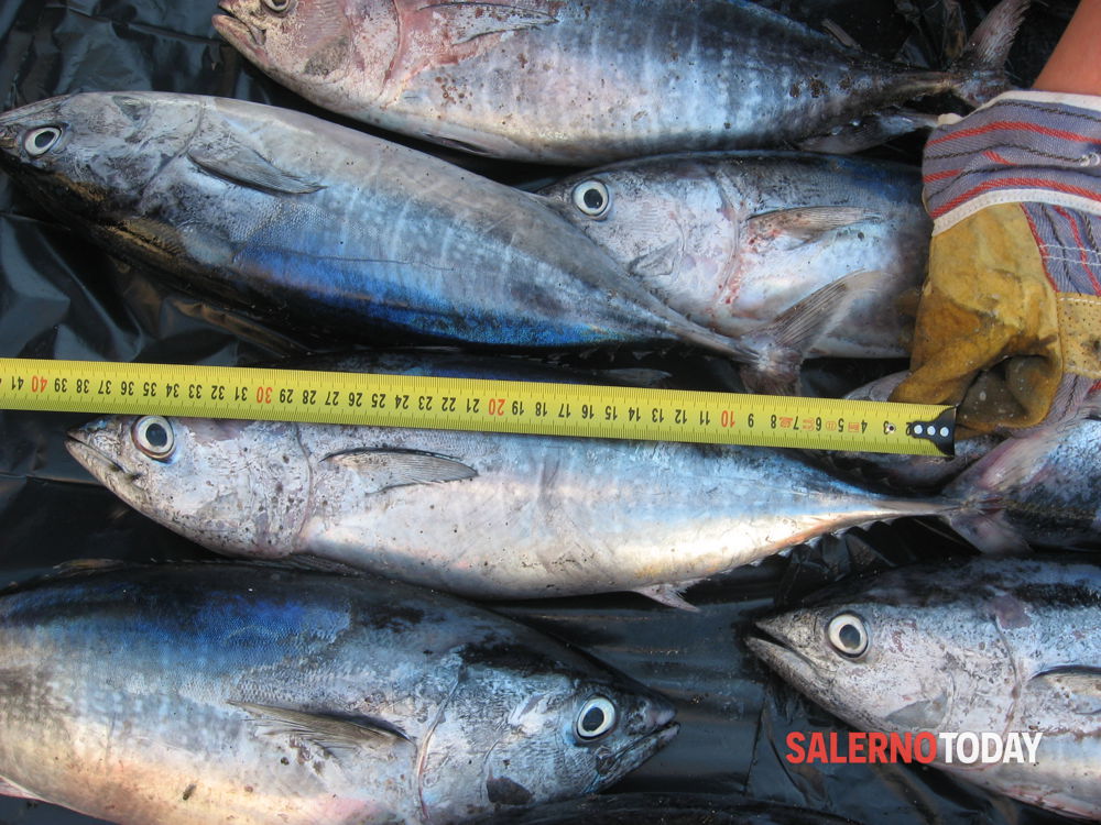 Blitz a Policastro Bussentino: sequestrati 35 kg di pesce privo di tracciabilità
