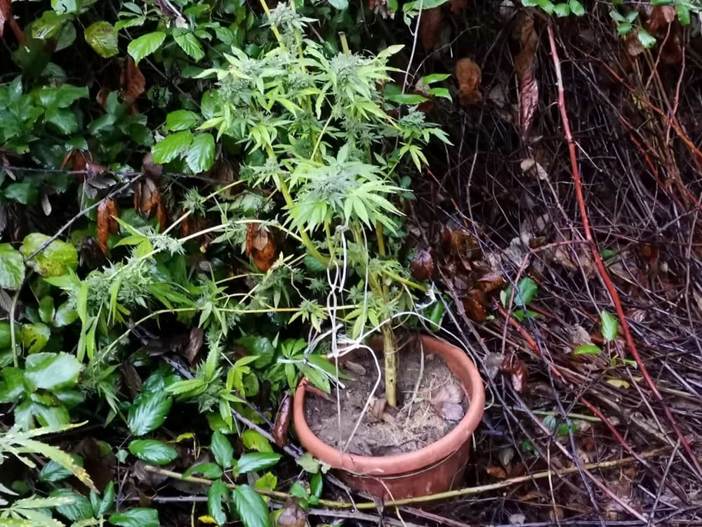 Piantagione di marijuana trovata in un terreno abbandonato: aperta indagine della polizia