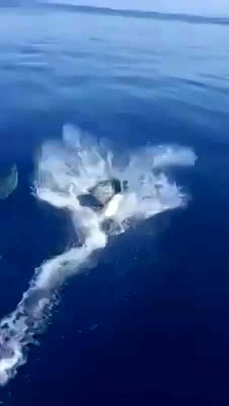 Un gruppo di delfini “saluta” un’imbarcazione a Capo Palinuro