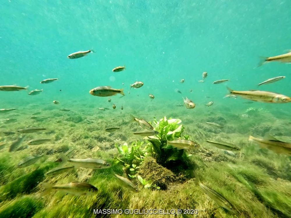 Il fiume Sele da una prospettiva inedita, tra migliaia di pesci: lo spettacolare video di Gugliucciello
