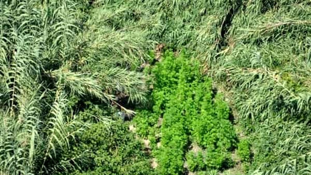 Angri, scovate 100 piante di cannabis indica: è caccia ai coltivatori