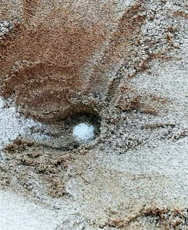 Caretta Caretta: il Cilento si conferma il paradiso delle tartarughe, 8° nido confermato
