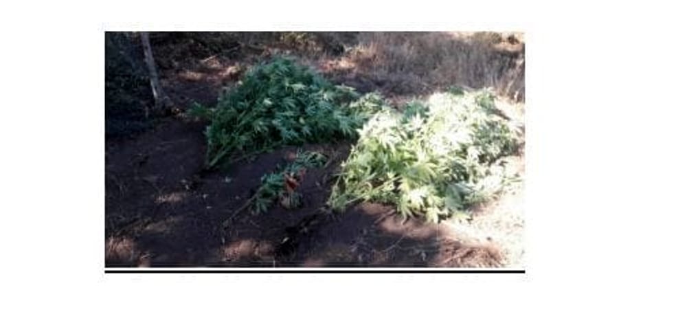 Blitz a Cava, sequestrate piante di marijuana: allevatore nei guai