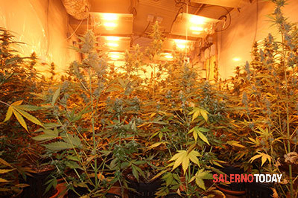 Scafati, in casa con un kit specifico per coltivare piante di marijuana: a giudizio