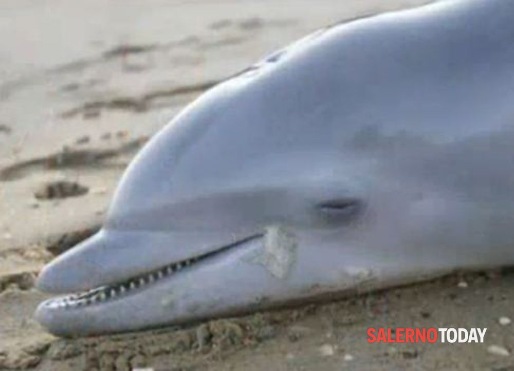Costiera Amalfitana, trovato secondo delfino morto in pochi giorni