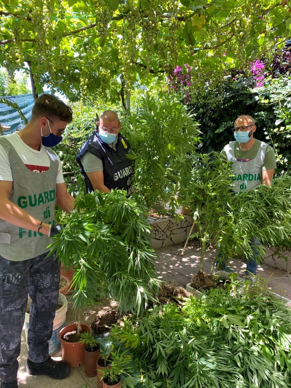 Coltivava piante di marijuana nel giardino: arrestato 40enne a San Mango