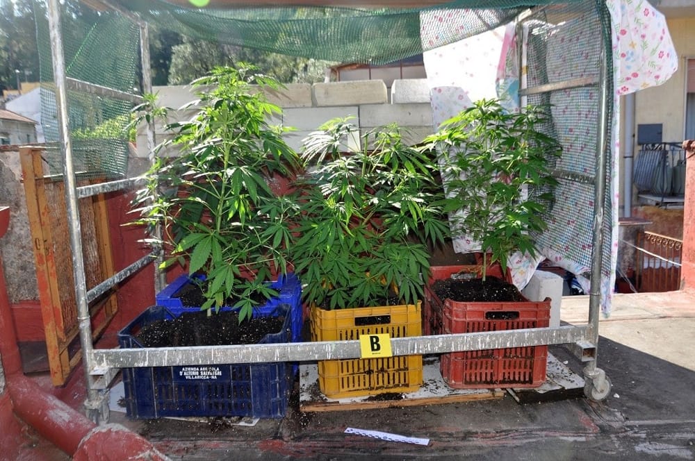 Il sottotetto diventa una serra di cannabis: uomo nei guai a Cava