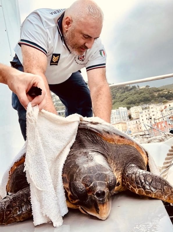 Salerno, tartaruga “Caretta Caretta” salvata dalla Guardia Costiera