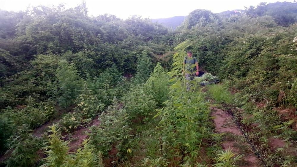 Salerno, blitz dei carabinieri: scoperta vasta piantagione di cannabis
