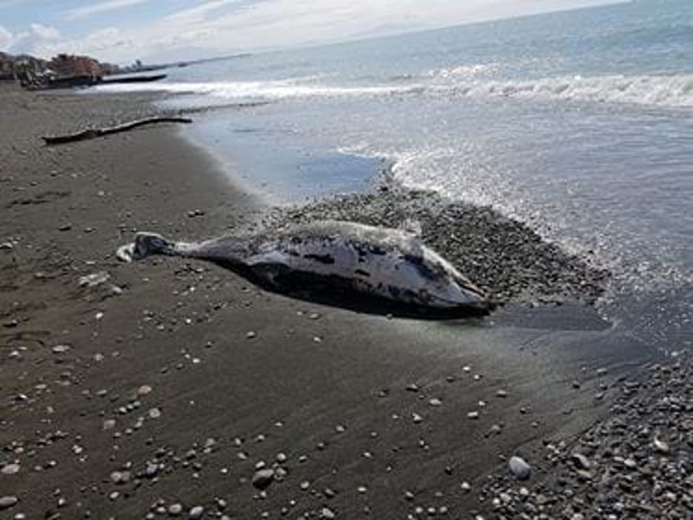 Delfino morto a Pisciotta: i turisti lanciano l'allarme, indagini in corso