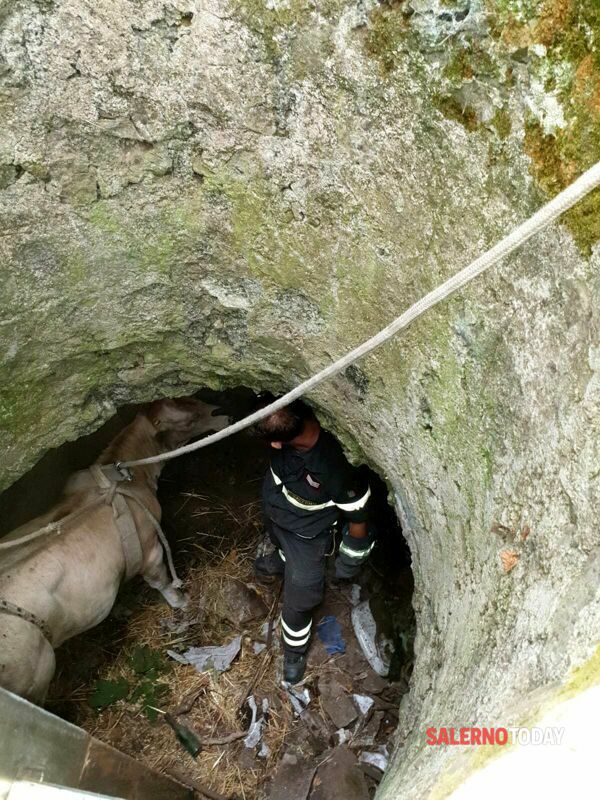 Vitella precipita in un pozzo a Cava de' Tirreni: salvata dai vigili del fuoco