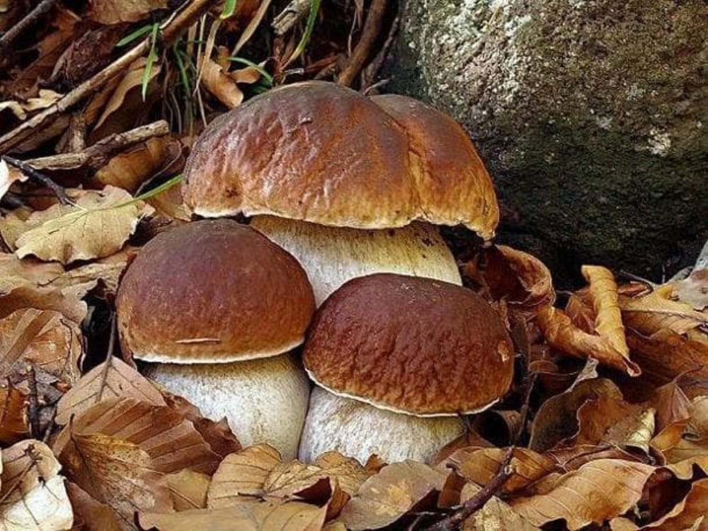 Coppia di anziani si perde in montagna mentre cerca funghi: salvati dalla Forestale