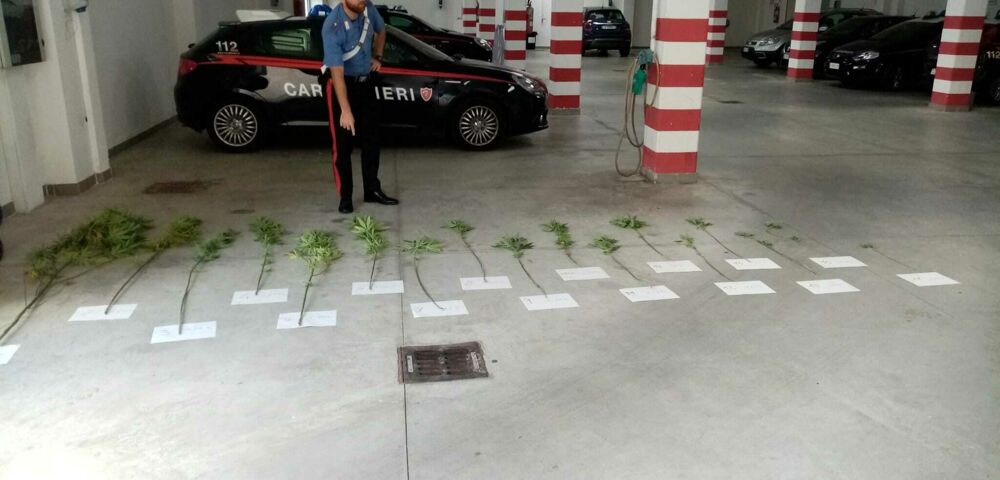 Coltivava piante di marijuana: arrestato 60enne a Caselle in Pittari