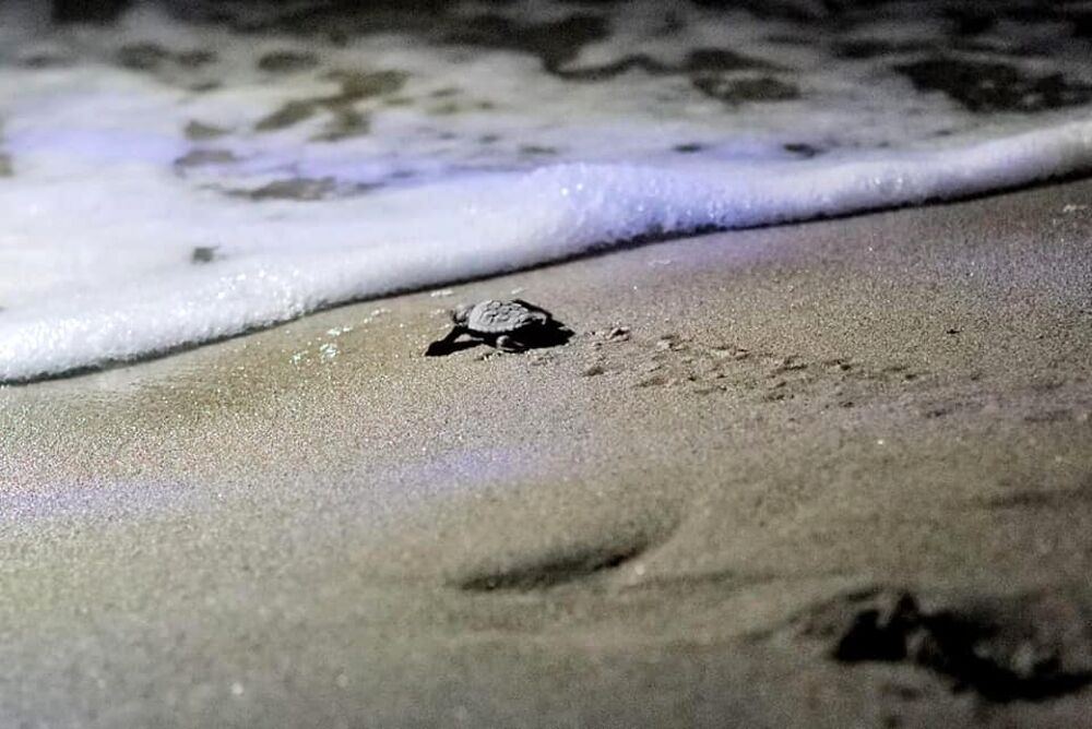 Caretta Caretta, chiusi numerosi presidi: le tartarughine corrono verso il mare