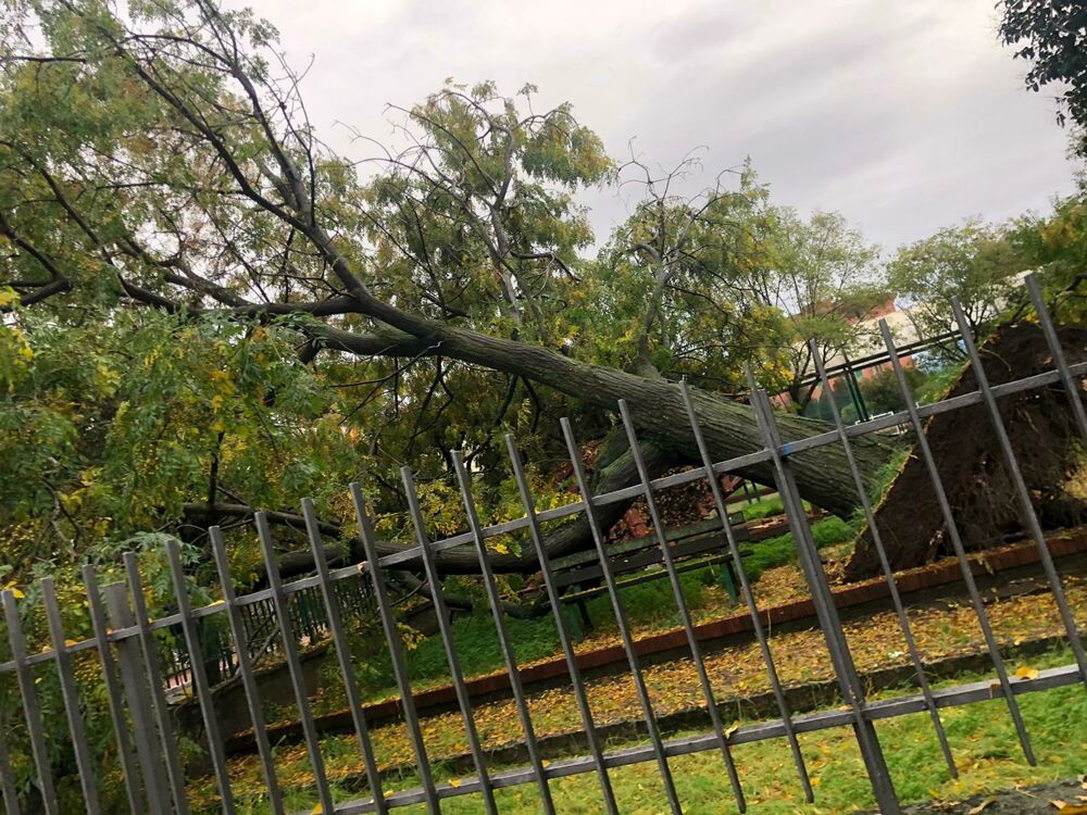 Dramma sfiorato a Pontecagnano, alberi cadono nel cortile dell’istituto “Picentia”