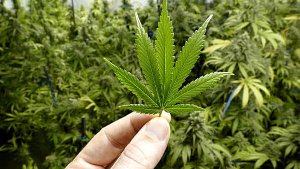Coltivavano piante di marijuana: arrestata coppia di Giungano