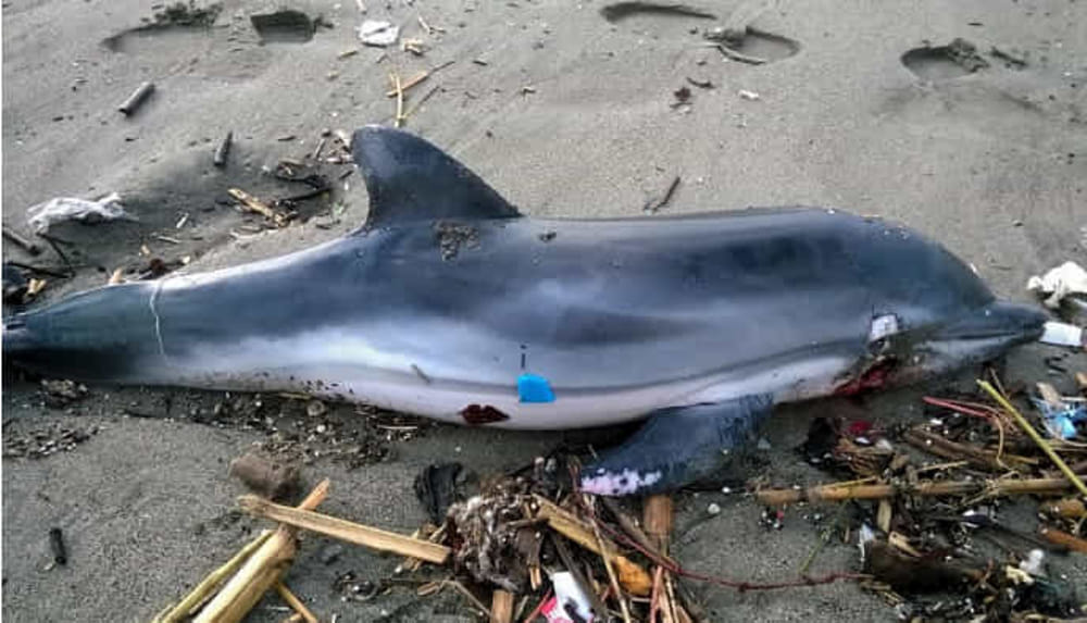 Delfino morto a Punta Licosa: il ritrovamento