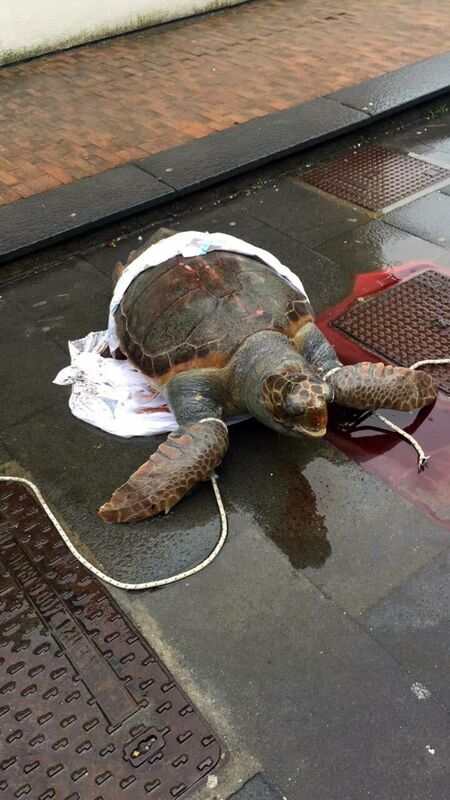 Vietri sul Mare, trovata morta una tartaruga Caretta Caretta
