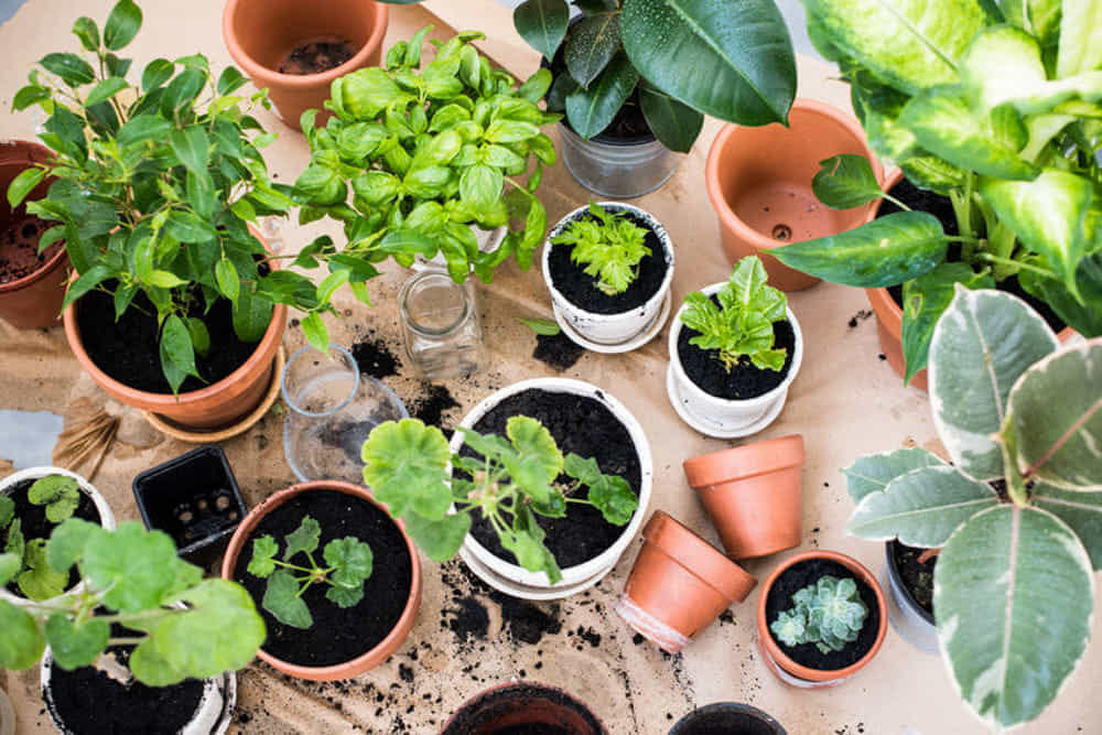Le piante da avere in casa per assorbire l’umidità