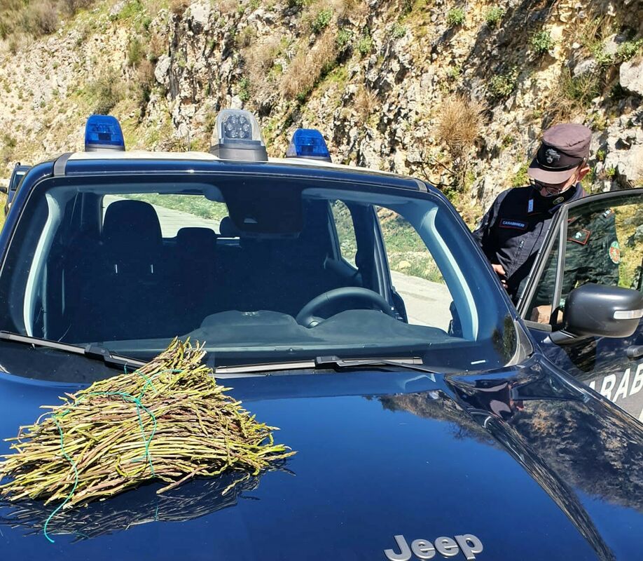 Incendi boschivi: sequestrati in Campania 87 chili di asparago selvatico