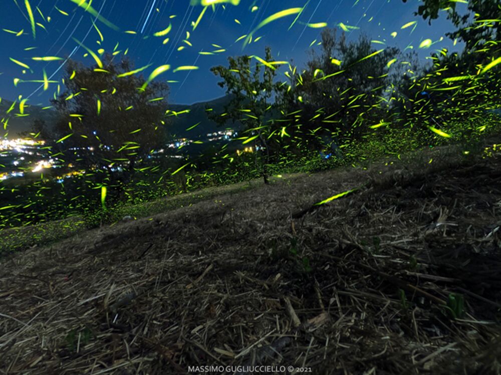 Colliano: torna “FirefliesExperience” insieme ad un convegno sulla biodivrsità