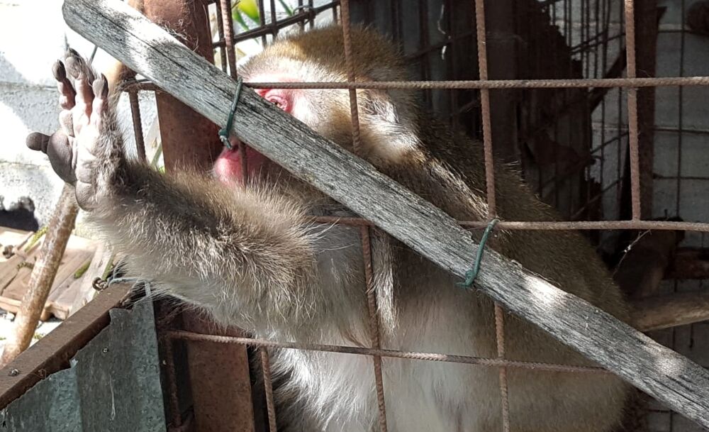 Macaco giapponese delle nevi in gabbia, a Montecorvino: denunciato il responsabile