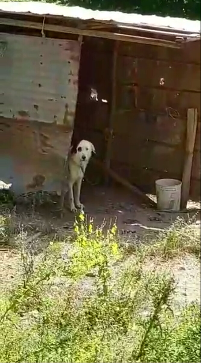 Cani incatenati a Giffoni Valle Piana: la denuncia del comitato “Uniti per Chicca”