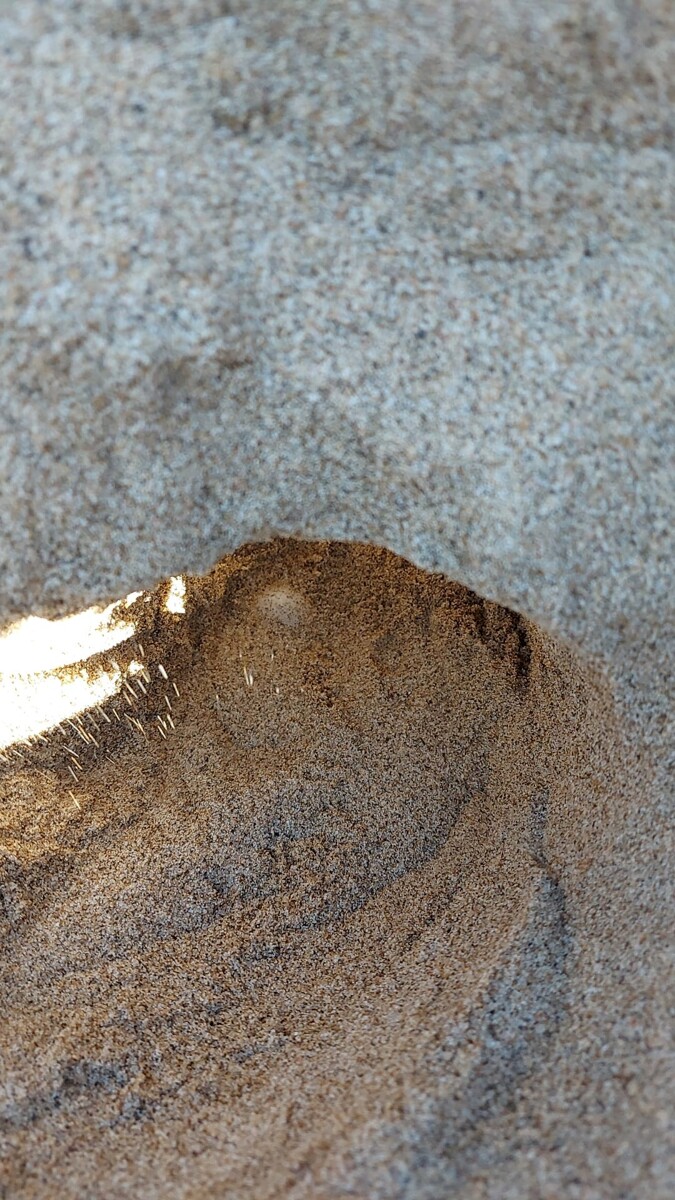 Caretta caretta, i nidi sono 31 in Campania: l’ultimo alla spiaggia delle Saline