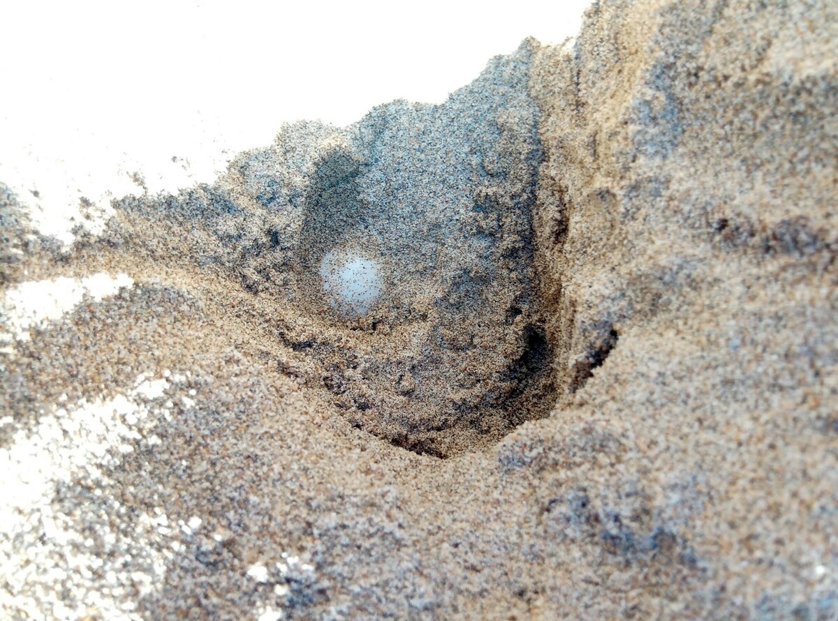 Tartarughe Caretta Caretta: scoperti altri due nidi nel Cilento