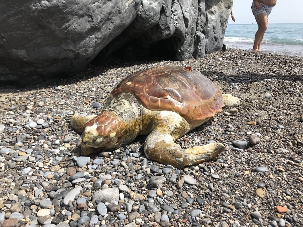Vibonati, trovata tartaruga spiaggiata: l’intervento della Guardia Costiera