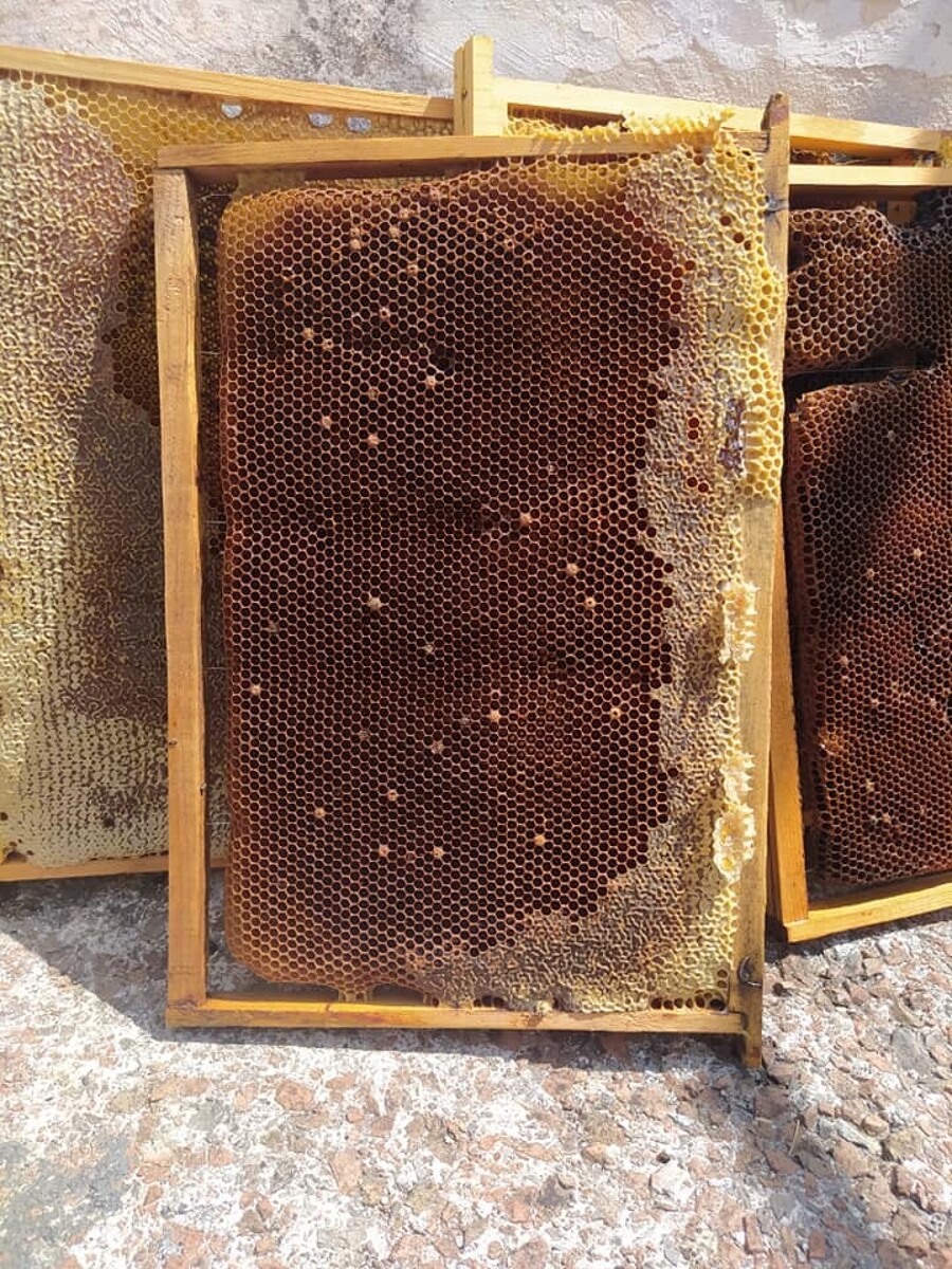 Giardino della Minerva, sciame di vespe devasta l’arnia delle api