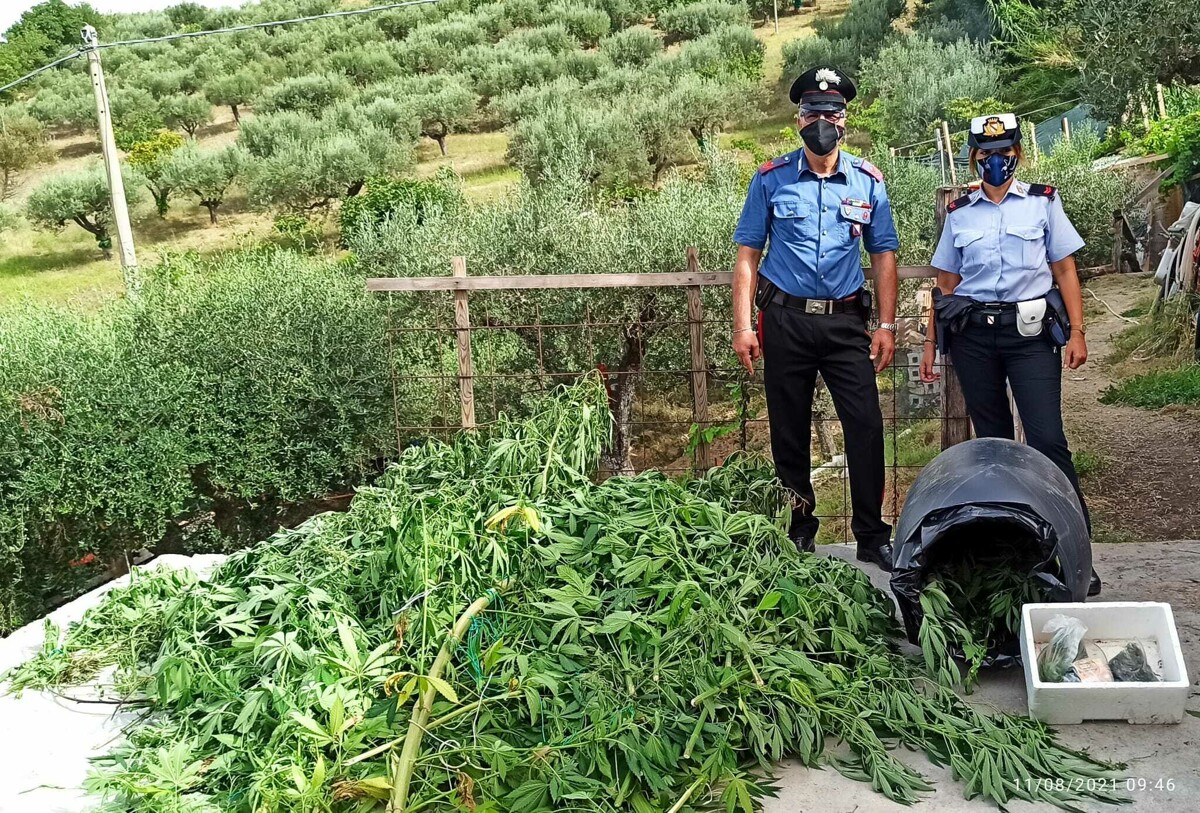 Centodue piante di cannabis in due serre, arrestato uomo ad Albanella