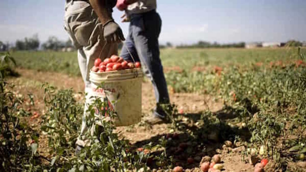 Agricoltura, Cammarano: “Sbloccati i finanziamenti del Progetto Integrato Giovani”