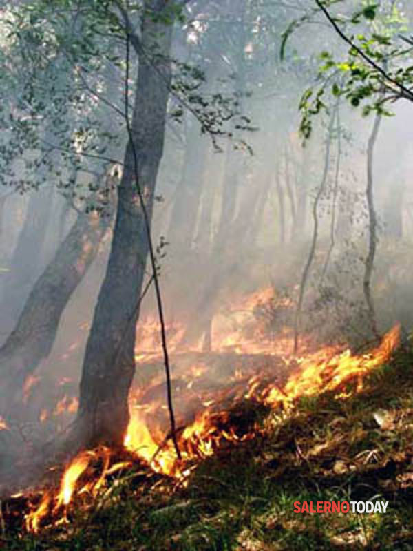 Incendi nel salernitano: l’ira di Cammarota, roghi anche ad Ascea