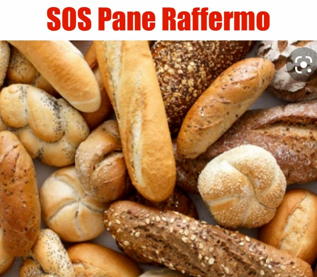 Lega del Cane di Salerno: “Serve pane raffermo”, l’appello per gli amici di zampa