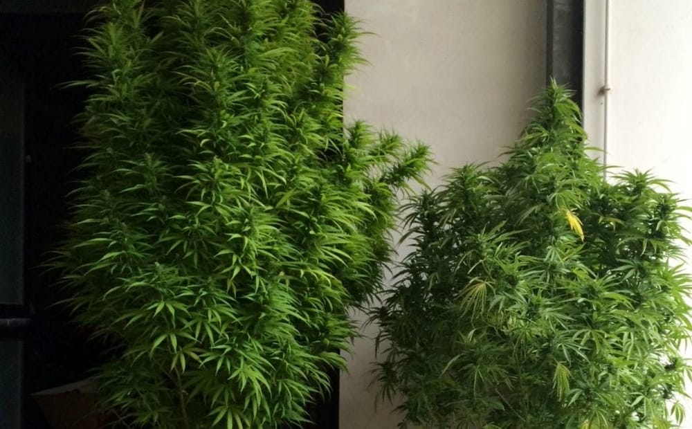Blitz antidroga a Bellosguardo: sequestrate piante di cannabis