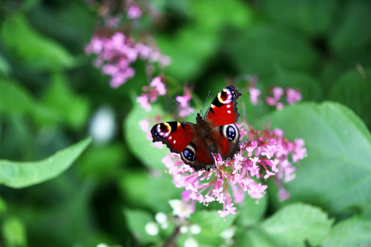 Curiosità: fotografata a Positano la rara farfalla Vanessa Io o occhio di Paone