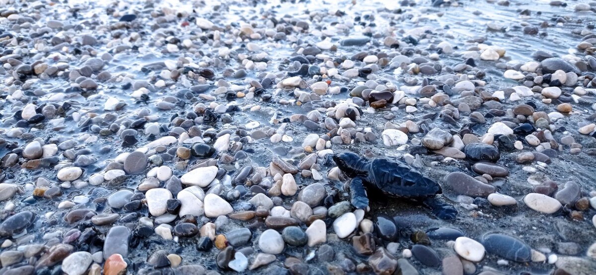 Schiusa a Salerno: le baby tartarughine raggiungono il mare