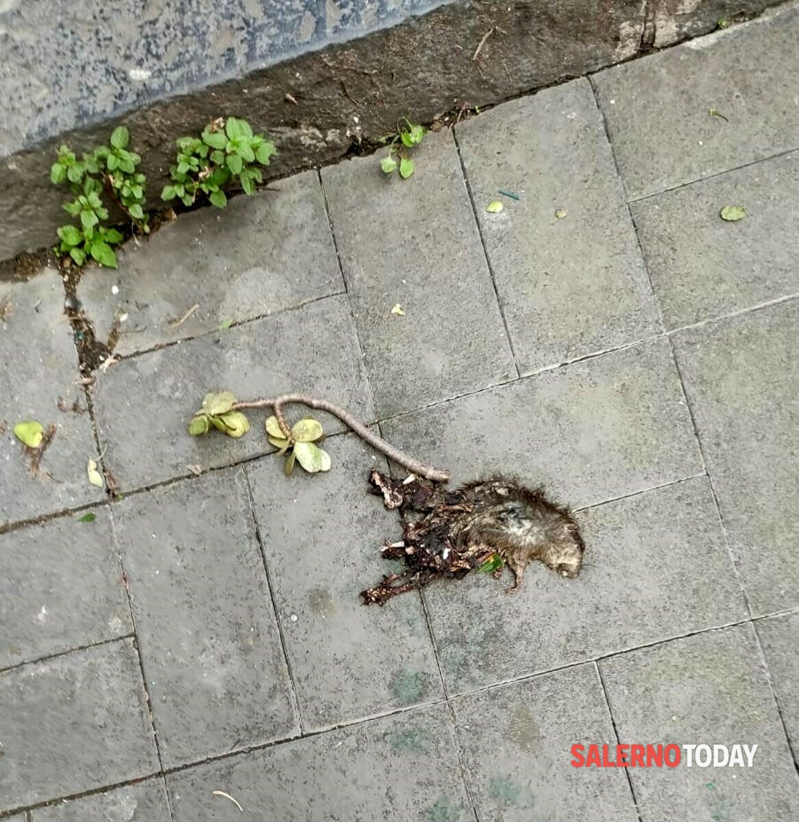 “Carcasse di topi in strada e nessuno le rimuove”: la protesta dei residenti, a Salerno