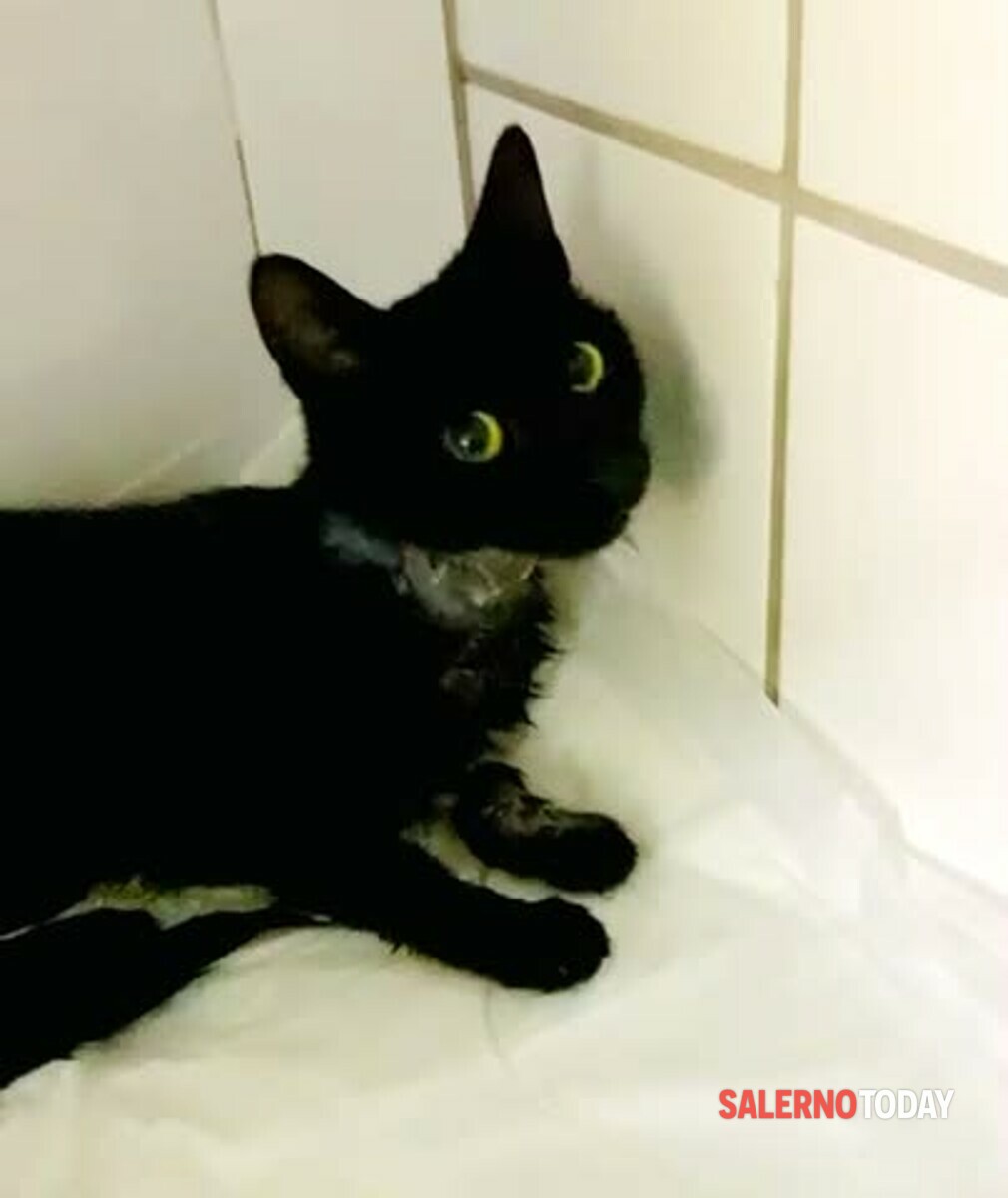 Impiccagione di una gattina a Battipaglia: il video della vergogna