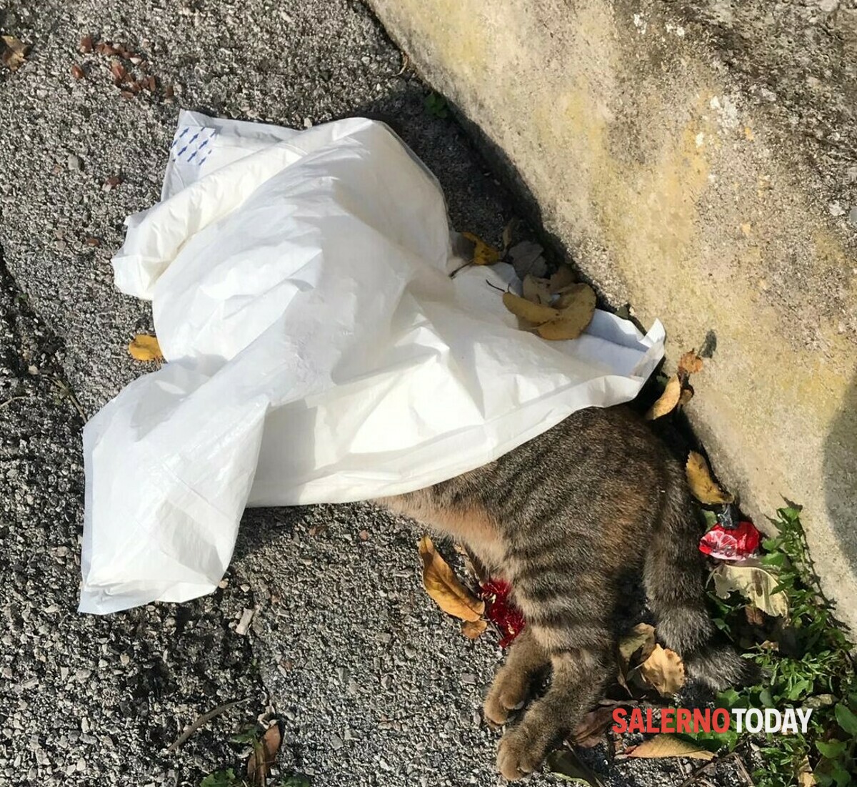Orrore e rabbia a Torrione: gatto morto coperto da un telo e nessuno lo rimuove