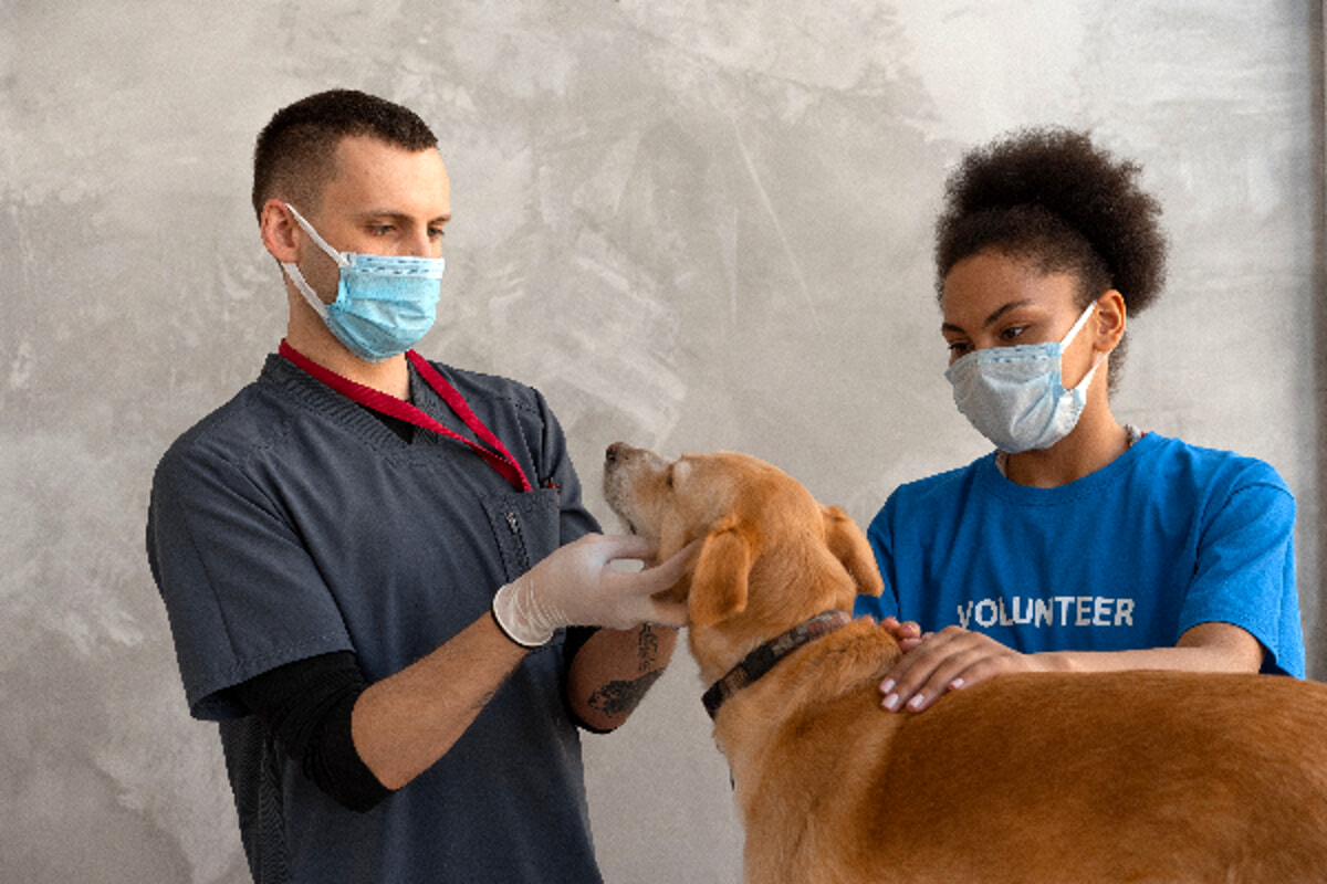 Il primo ospedale pubblico per cani e gatti. Primo di una lunga serie?