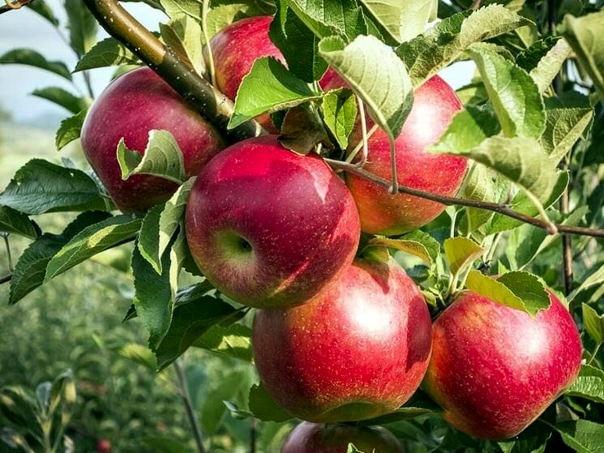 Lotta ai tumore, la Lilt dona un albero di melo al “Ruggi”