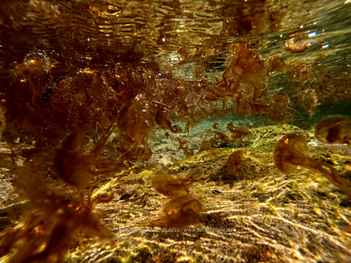 “Un mare di meduse” a Castellabate: i suggestivi scatti di Massimo Gugliucciello
