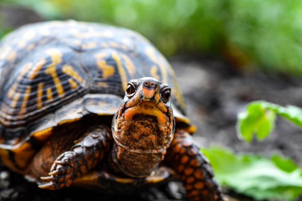 Giornata mondiale delle tartarughe: una specie antichissima a rischio estinzione